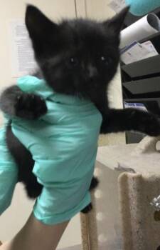 TATER -  Domestic Short Hair Cat for Adoption in Riverside, California - TATER | PetCurious