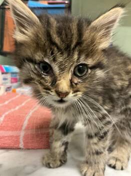 Abyssinian Cats Available for Adoption in Dyersburg, Tennessee - Auggie | PetCurious