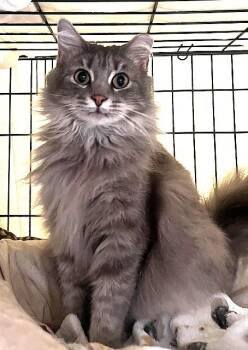 Rescue Domestic Medium Hair Cats for Adoption in Spotsylvania Courthouse, Virginia - GENTLE GEORGIO | PetCurious