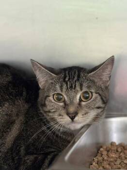 Rescue Domestic Short Hair Cats for Adoption in Winchester, Virginia - Bitsy | PetCurious