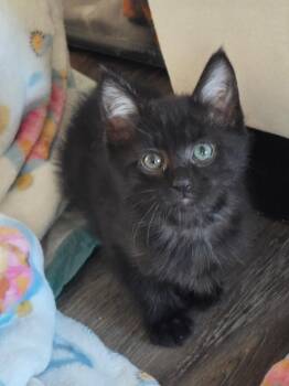 Brooke -  Domestic Short Hair Cat for Adoption in Long Beach, California - Brooke | PetCurious