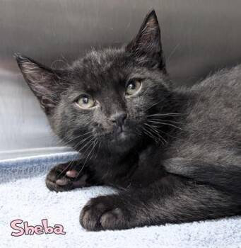 Sheba (Blue Collar) -  Domestic Short Hair Cat for Adoption in Mason, Michigan - Sheba (Blue Collar) | PetCurious