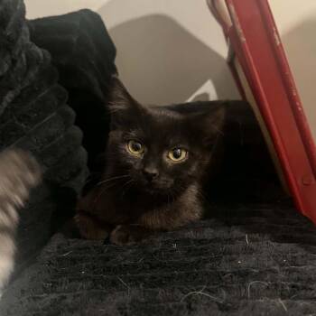 Bean Hughes -  Domestic Short Hair Cat for Adoption in Eagle Mountain, Utah - Bean Hughes | PetCurious