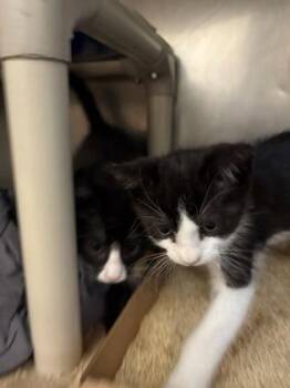 Alvin -  Domestic Short Hair Cat Available for Adoption in Morristown, New Jersey - Alvin | PetCurious