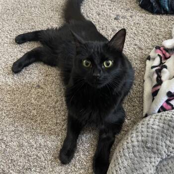 Domestic Medium Hair Cats Available for Adoption - Poppy  | PetCurious