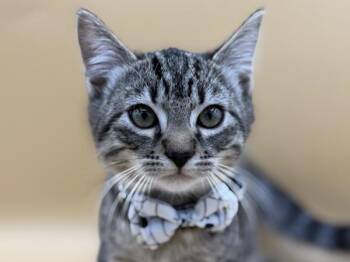 Thriller -  Domestic Short Hair Cat for Adoption in Portland, Oregon - Thriller | PetCurious