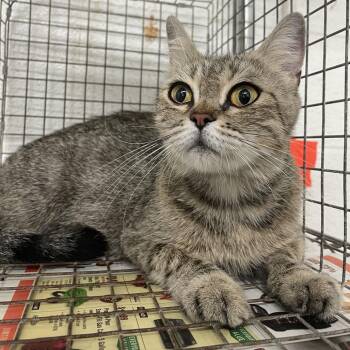 American Shorthair Cats Available for Adoption in Edinburg, Texas - Miss Muffins | PetCurious