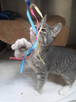 Domestic Short Hair Cats Available for Adoption in Westland, Michigan - Smokie | PetCurious