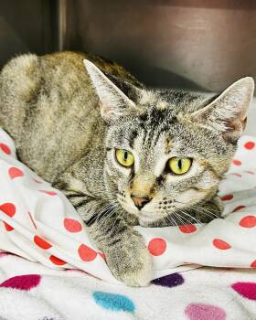 Rescue Tabby Cats for Adoption in St. Louis, Missouri - Glenda | PetCurious