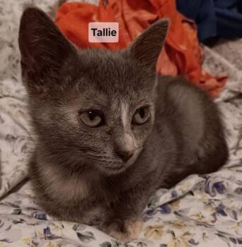 TALLIE -  Domestic Short Hair Cat for Adoption in Peoria, Illinois - TALLIE | PetCurious