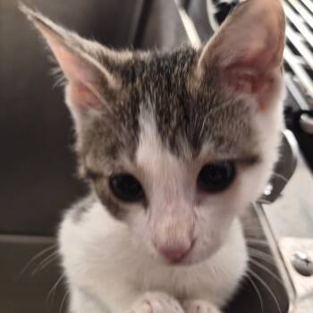 Kalahari -  Domestic Short Hair Cat for Adoption in Bentonville, Arkansas - Kalahari | PetCurious