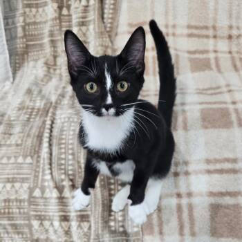 Marcello -  Domestic Short Hair Cat for Adoption in Fairmont, West Virginia - Marcello | PetCurious