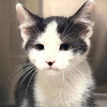 Jax -  Domestic Long Hair Cat for Adoption in Jacksboro, Tennessee - Jax | PetCurious