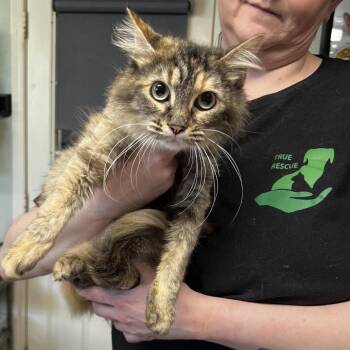 Mama Clementine -  Domestic Medium Hair Cat Available for Adoption in Mt. Juliet, Tennessee - Mama Clementine | PetCurious
