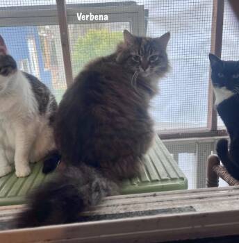 Domestic Long Hair Cats Available for Adoption in Windsor, Connecticut - 91 - Verbena | PetCurious
