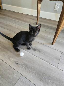 Rescue Domestic Short Hair Cats for Adoption in Chandler, Arizona - Lisa | PetCurious