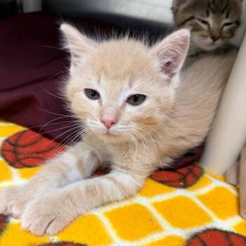 Boreal -  Domestic Short Hair Cat for Adoption in Detroit Lakes, Minnesota - Boreal | PetCurious