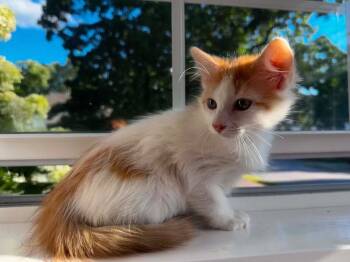 Denali -  Domestic Long Hair Cat for Adoption in Gorham, Maine - Denali | PetCurious