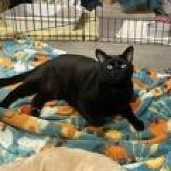 Domestic Short Hair Cats Available for Adoption in Pasadena, California - Chilli | PetCurious