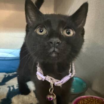 Zelda -  Domestic Short Hair Cat for Adoption in Greensboro, North Carolina - Zelda | PetCurious