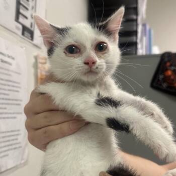 Take Two -  Domestic Short Hair Cat for Adoption in Charleston, West Virginia - Take Two | PetCurious