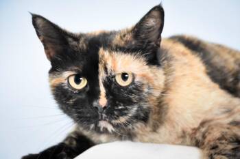 LAYLA -  Domestic Short Hair Cat for Adoption in Loveland, Colorado - LAYLA | PetCurious