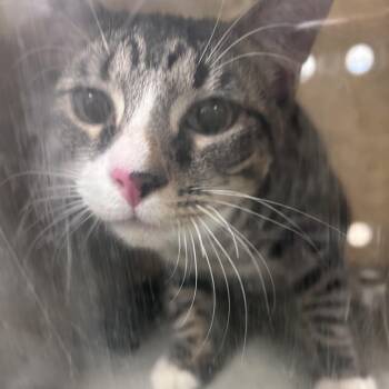 Domestic Short Hair Cats Available for Adoption in Philadelphia, Pennsylvania - Binkini | PetCurious