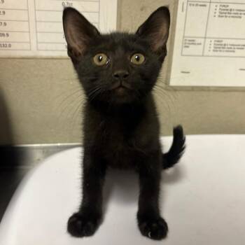 Cindy -  Domestic Short Hair Cat for Adoption in Yuma, Arizona - Cindy | PetCurious