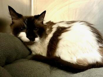 ATLAS -  Ragdoll and Snowshoe Cat for Adoption in Boston, Massachusetts - ATLAS | PetCurious