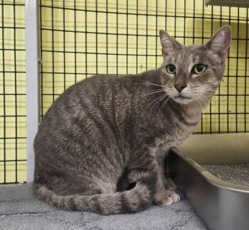 Donnie -  Domestic Short Hair Cat for Adoption in Maumelle, Arkansas - Donnie | PetCurious