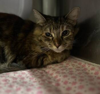 Domestic Medium Hair Cats Available for Adoption in Alameda, California - A053149 | PetCurious