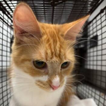 Kimberly -  Domestic Short Hair Cat for Adoption in Des Moines, Iowa - Kimberly | PetCurious