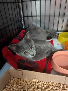 Salamander -  Domestic Short Hair Cat for Adoption in Cincinnati, Ohio - Salamander | PetCurious