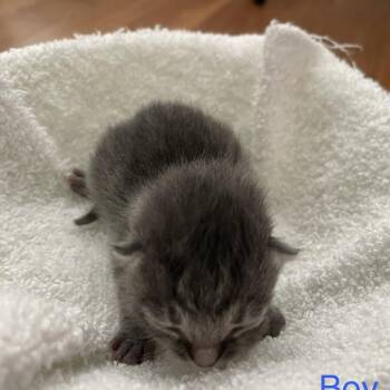 Mr. Burns -  Domestic Short Hair Cat for Adoption in Tuscaloosa, Alabama - Mr. Burns | PetCurious