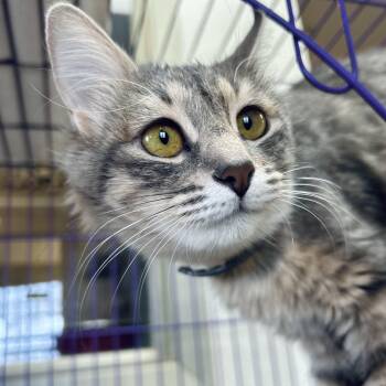 Rescue Domestic Long Hair Cats for Adoption in Seguin, Texas - Lexie/Indee | PetCurious