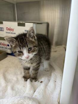Matteo -  Domestic Short Hair Cat Available for Adoption in Westland, Michigan - Matteo | PetCurious