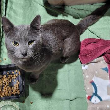 Mr. Meow -  Domestic Short Hair Cat for Adoption in Coos Bay, Oregon - Mr. Meow | PetCurious