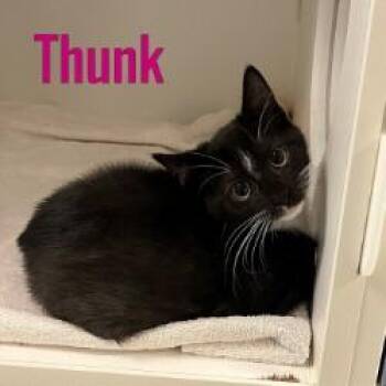 Rescue Domestic Short Hair Cats for Adoption in Pleasantville, New Jersey - Thunk | PetCurious