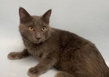 Domestic Short Hair Cats Available for Adoption - Moe | PetCurious