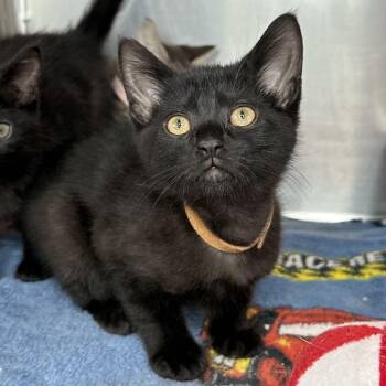Eagle -  Domestic Short Hair Cat for Adoption in Matteson, Illinois - Eagle | PetCurious