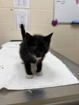 Chad -  Domestic Short Hair Cat for Adoption in Westland, Michigan - Chad | PetCurious