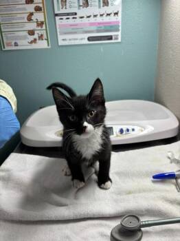 Talzur -  Domestic Medium Hair Cat for Adoption in Sherwood, Oregon - Talzur | PetCurious