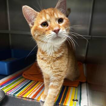 Domestic Short Hair Cats Available for Adoption in South Haven, Michigan - Broccoli | PetCurious