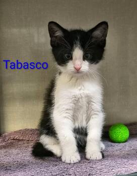 Tabasco -  Domestic Short Hair Cat for Adoption in Saint Marys, Pennsylvania - Tabasco | PetCurious