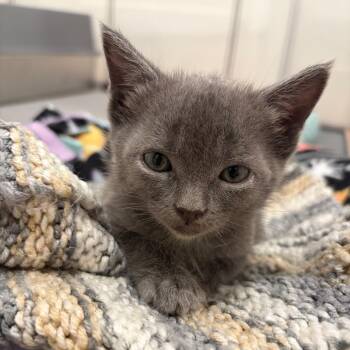 Mia -  Domestic Short Hair Cat for Adoption in Elfin Forest, California - Mia | PetCurious