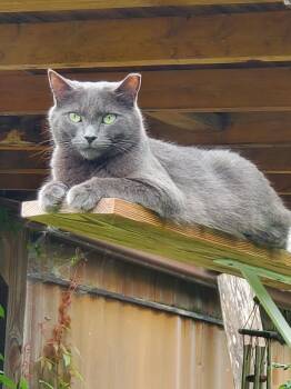 Violet & Edith - 911 -  Russian Blue Cat for Adoption in Maryville, Tennessee - Violet & Edith - 911 | PetCurious