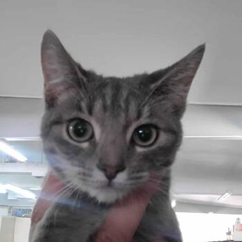 Rescue Domestic Short Hair Cats for Adoption in Hemet, California - Izzie | PetCurious