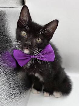 Uzi -  Domestic Medium Hair and Tuxedo Cat for Adoption in Mobile, Alabama - Uzi | PetCurious