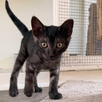 COH-A-67716 -  Domestic Short Hair Cat for Adoption in Volcano, Hawaii - COH-A-67716 | PetCurious