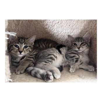 Rescue American Shorthair Cats for Adoption in Frederick, Maryland - Blueberry & Peanut | PetCurious